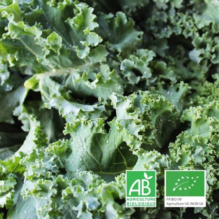 Chou Kale bio Champspaniers