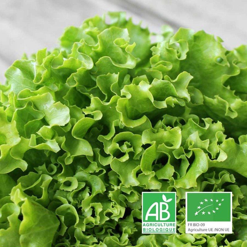 Salade Batavia bio