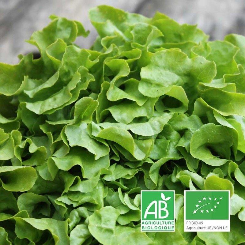 Salade feuille de chêne verte bio