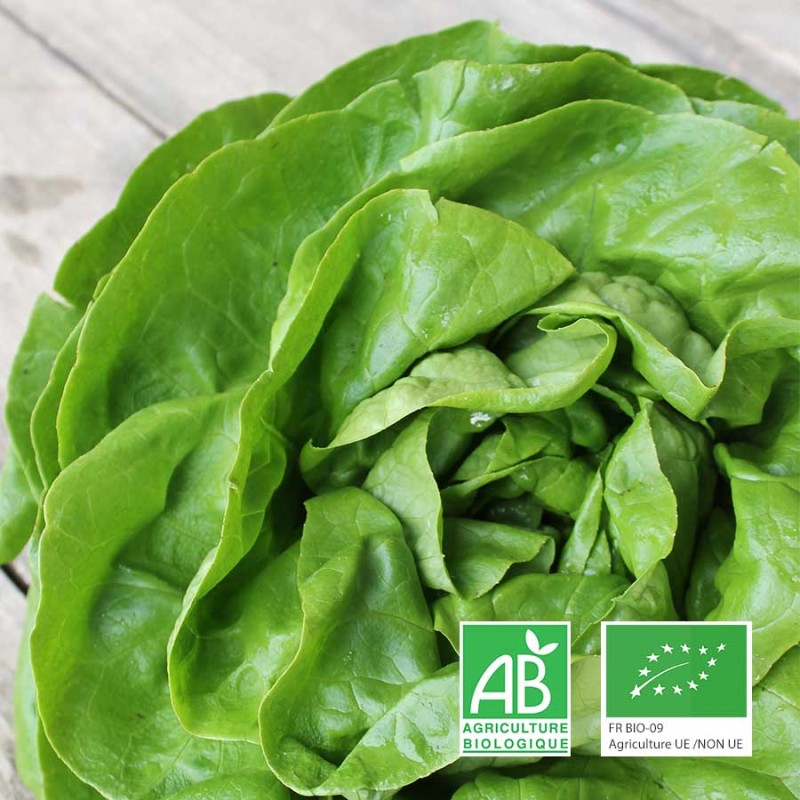Laitue pommée bio Anjou