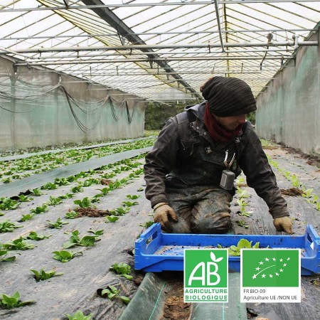 Laitue pommée agriculture biologique