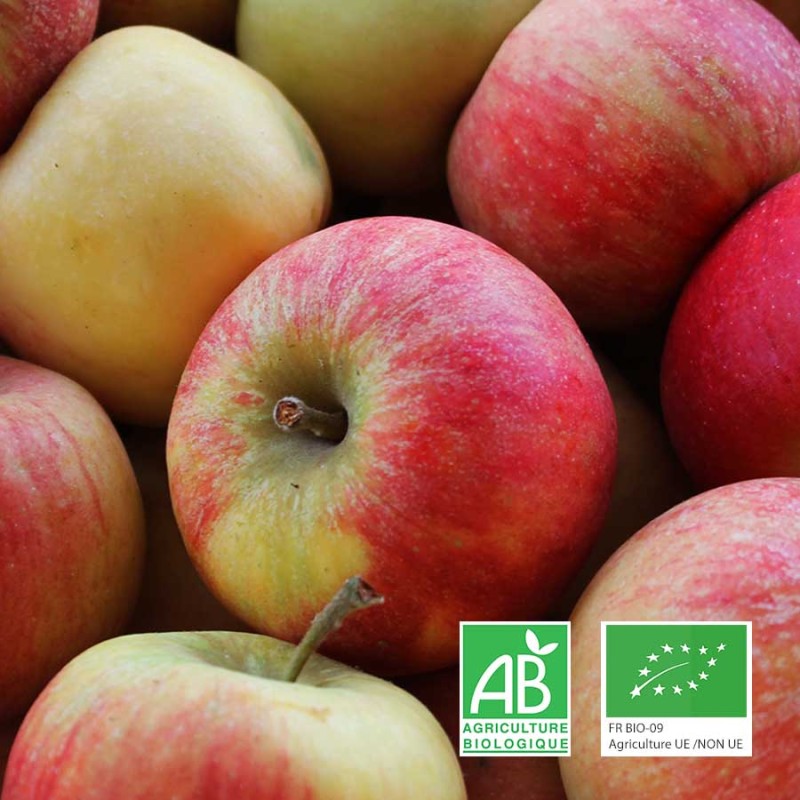 Pommes Akane bio Anjou