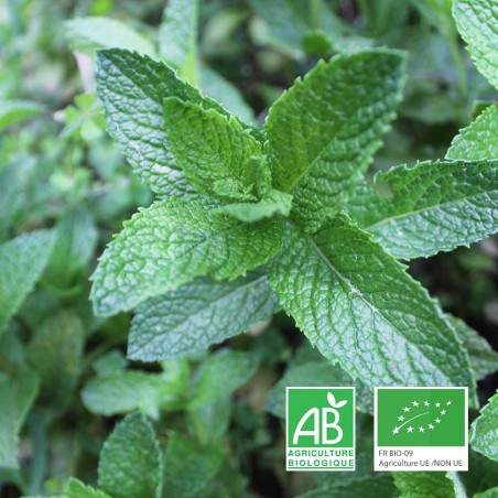 Menthe bio fraîche – Herbe aromatique parfumée | Tours