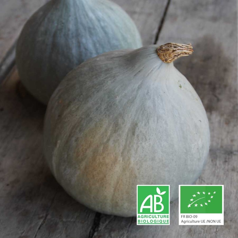 Courge blue ballet bio