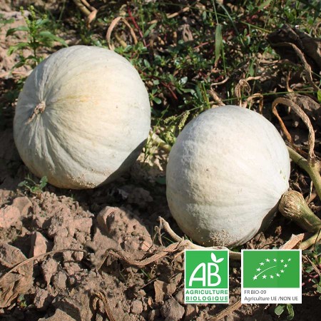 Courge blue ballet agriculture biologique
