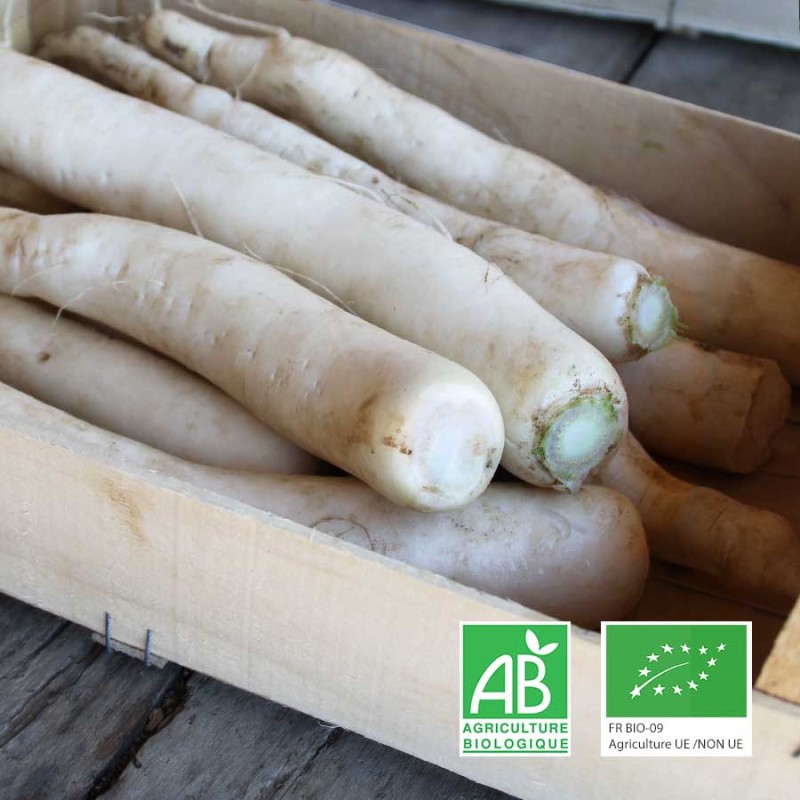 Radis daikon bio