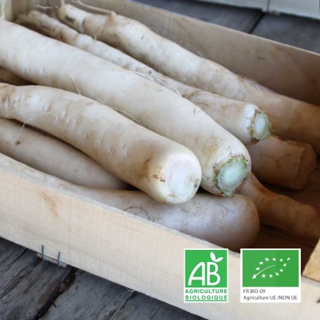 Radis daikon bio