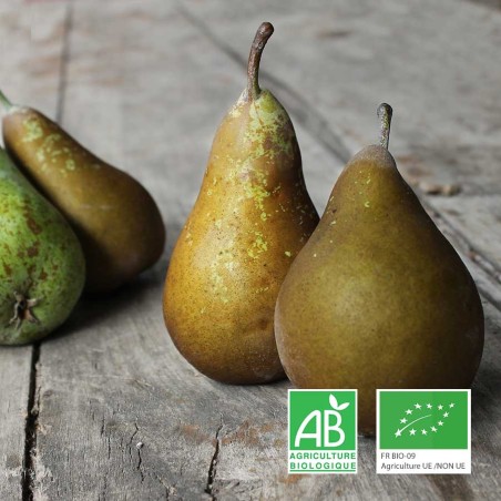 Poire conférence bio champspaniers