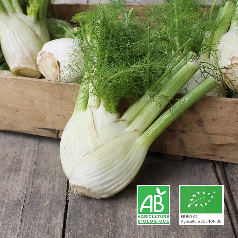 Fenouils bio Anjou