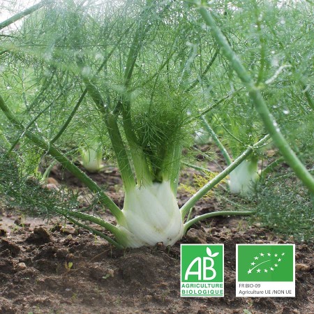 fenouils agriculture biologique