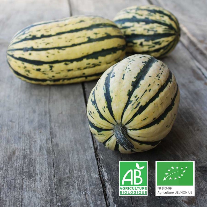 Courge Délicata bio Anjou Touraine