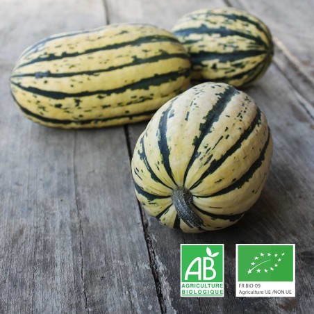 Courge Délicata bio Anjou Touraine