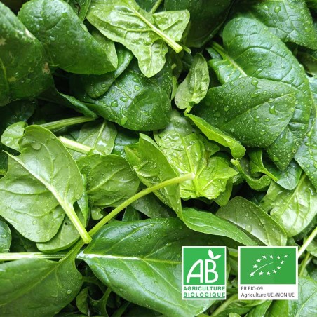 Épinards frais bio Anjou