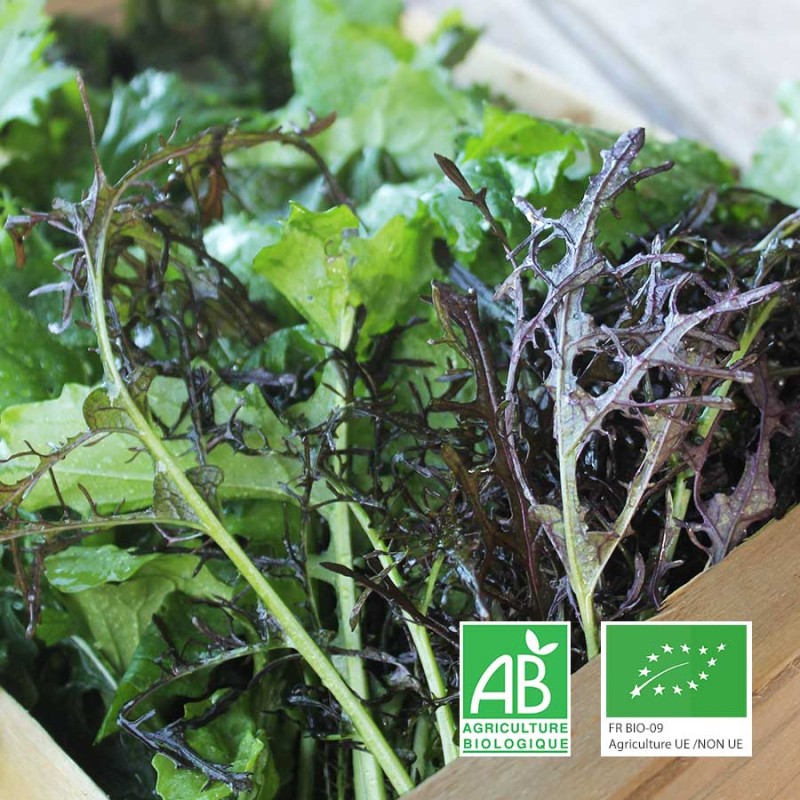 Mesclun asiatique agriculture biologique