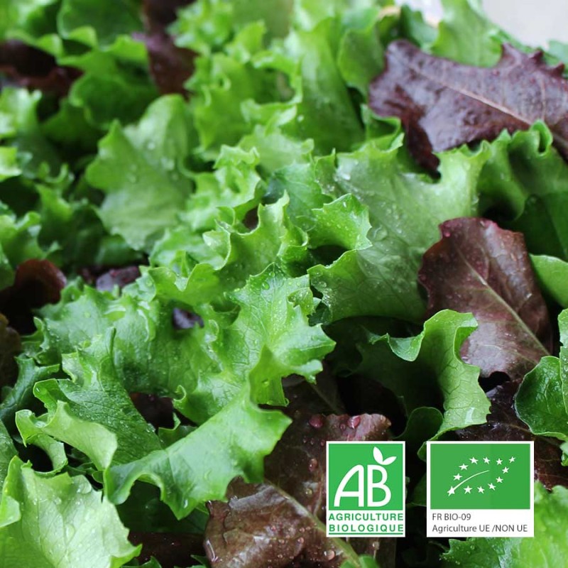 Mélange mesclun bio