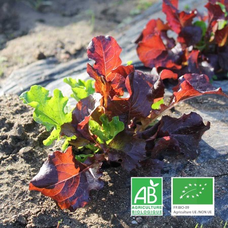 Mesclun agriculture biologique