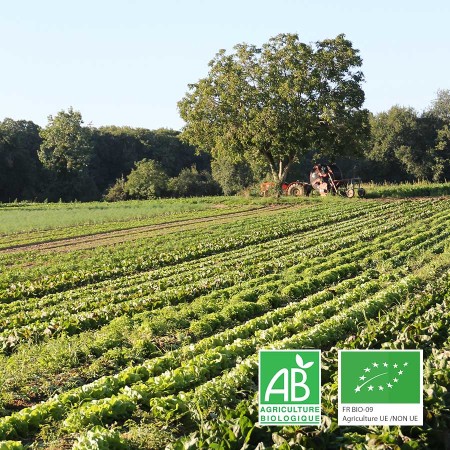 Chicorées et salades agriculture biologique