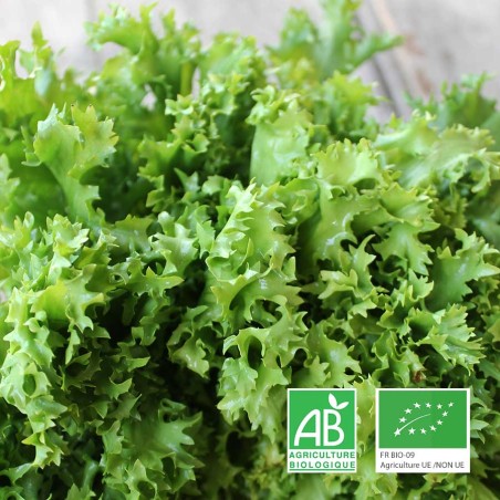Chicorée frisée bio