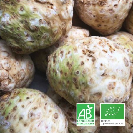 Céleri-rave bio | Légumes bio à Tours – ChampsPaniers