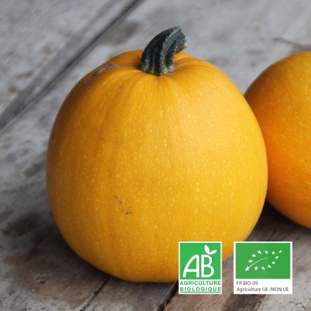 Courge Mini Spaghetti bio Anjou