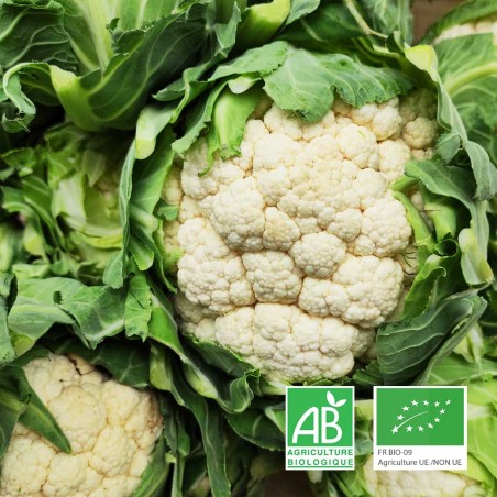 Chou- fleur agriculture biologique Anjou