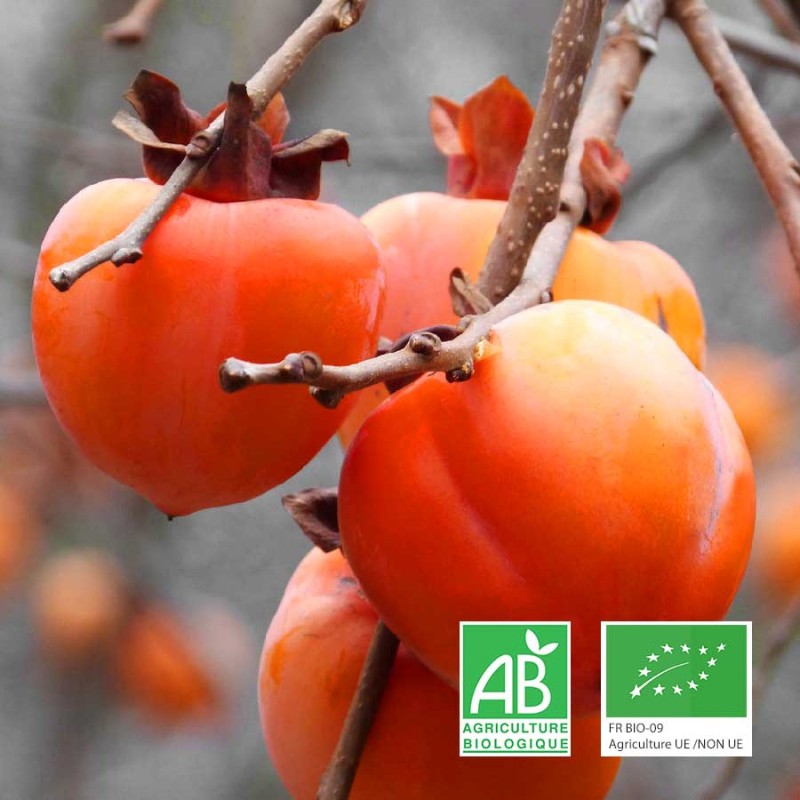 Kaki Fuyu bio | Fruits bio livrés à Tours – ChampsPaniers